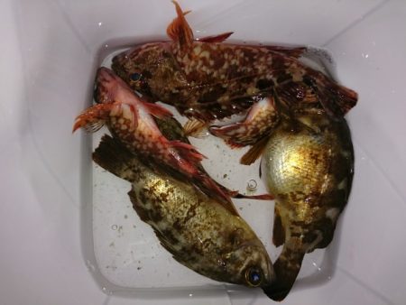 淡路島のロックフィッシュゲーム